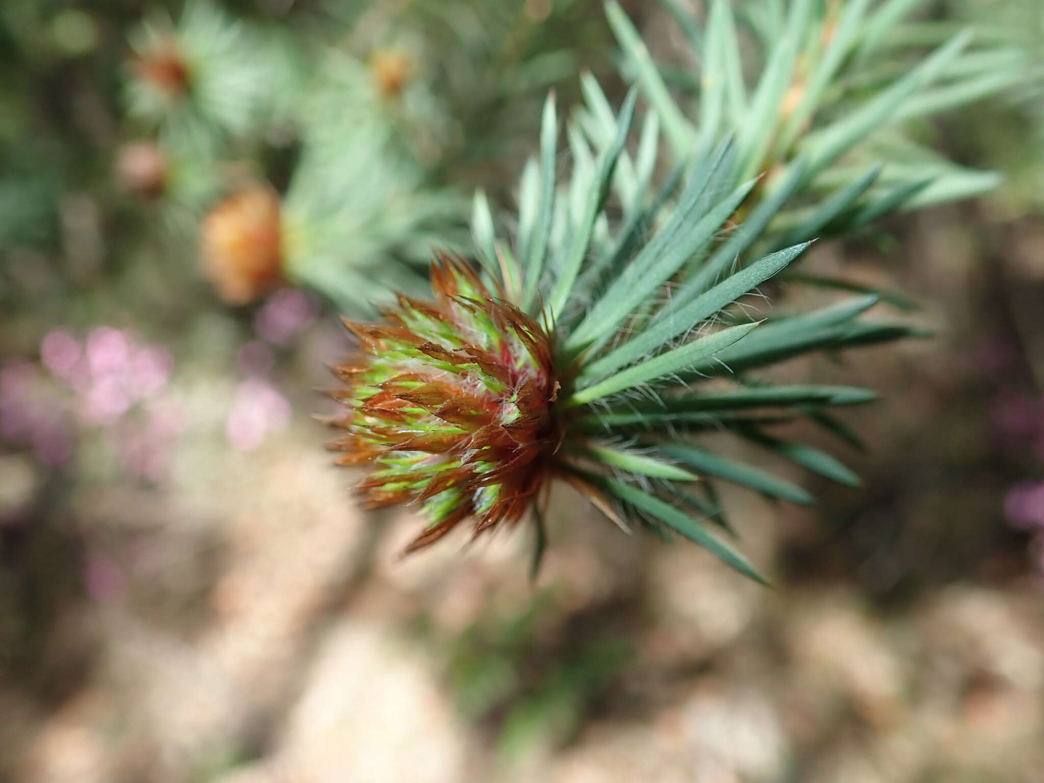 Image of Pultenaea stipularis Sm.