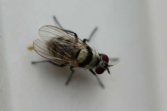 Image of Fly