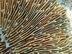 Image of Common Mushroom Coral