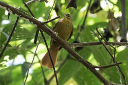 Image of Montane Foliage-gleaner