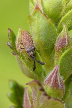 Image of Copium clavicorne (Linnaeus 1758)