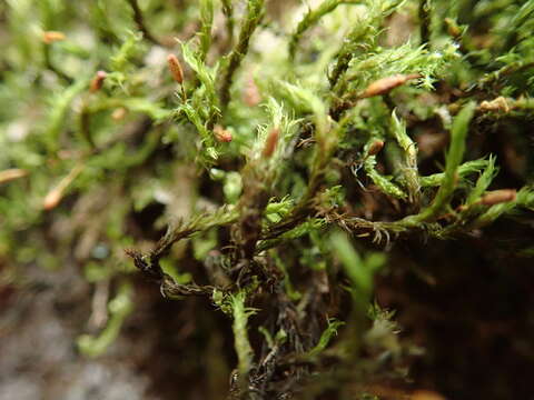 Image of Grimmia ramondii Margadant 1972