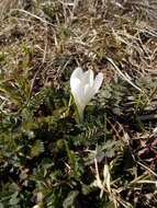 Image of dutch crocus, spring crocus