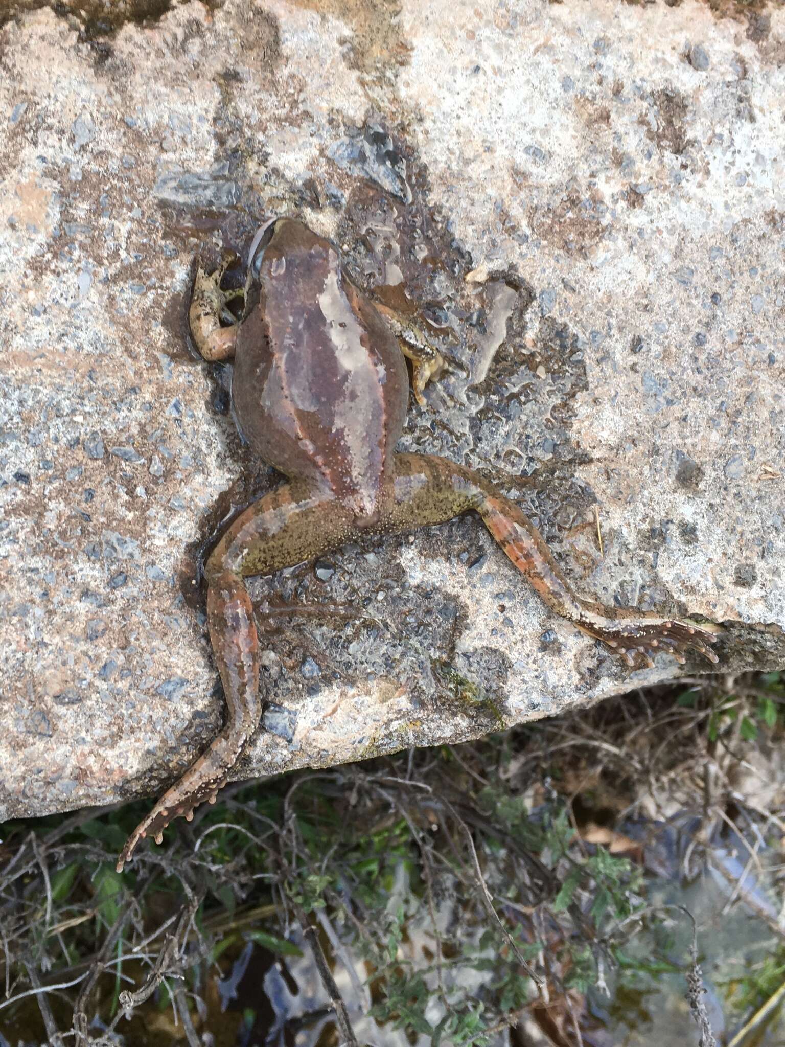 Image of Balkan Stream Frog