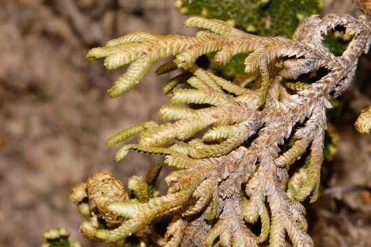 Selaginella bryopteris (L.) Bak. resmi