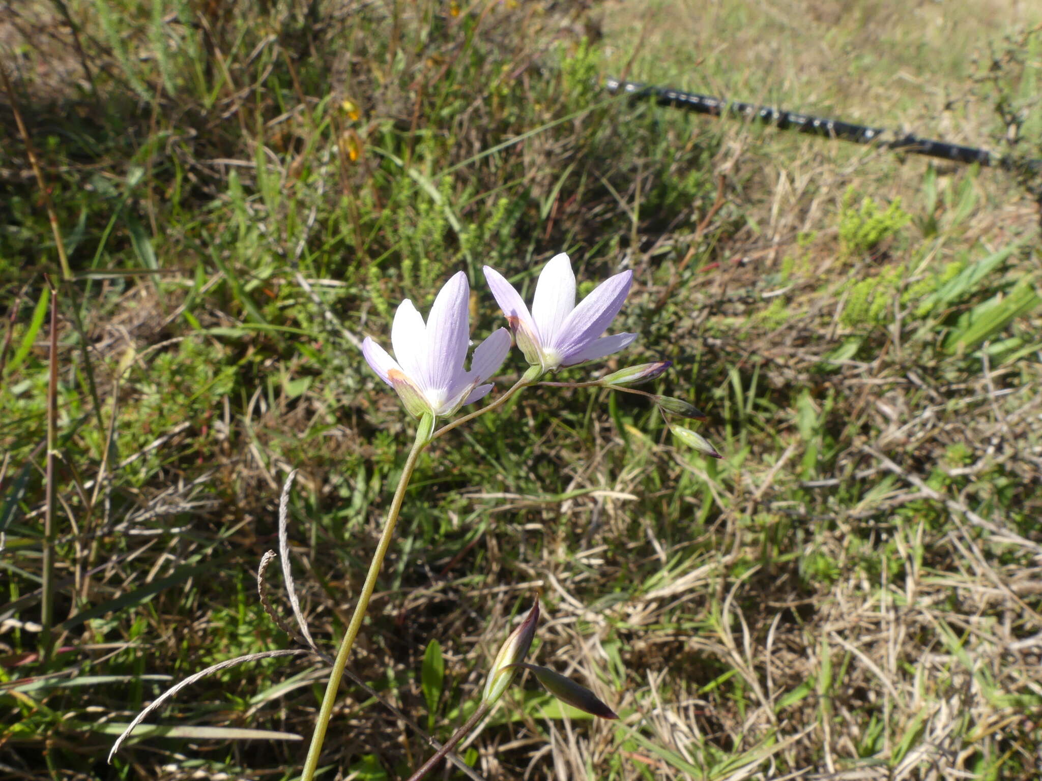 Image of Geissorhiza juncea (Link) A. Dietr.