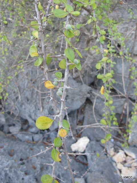 Image of Commiphora simplicifolia H. Perrier