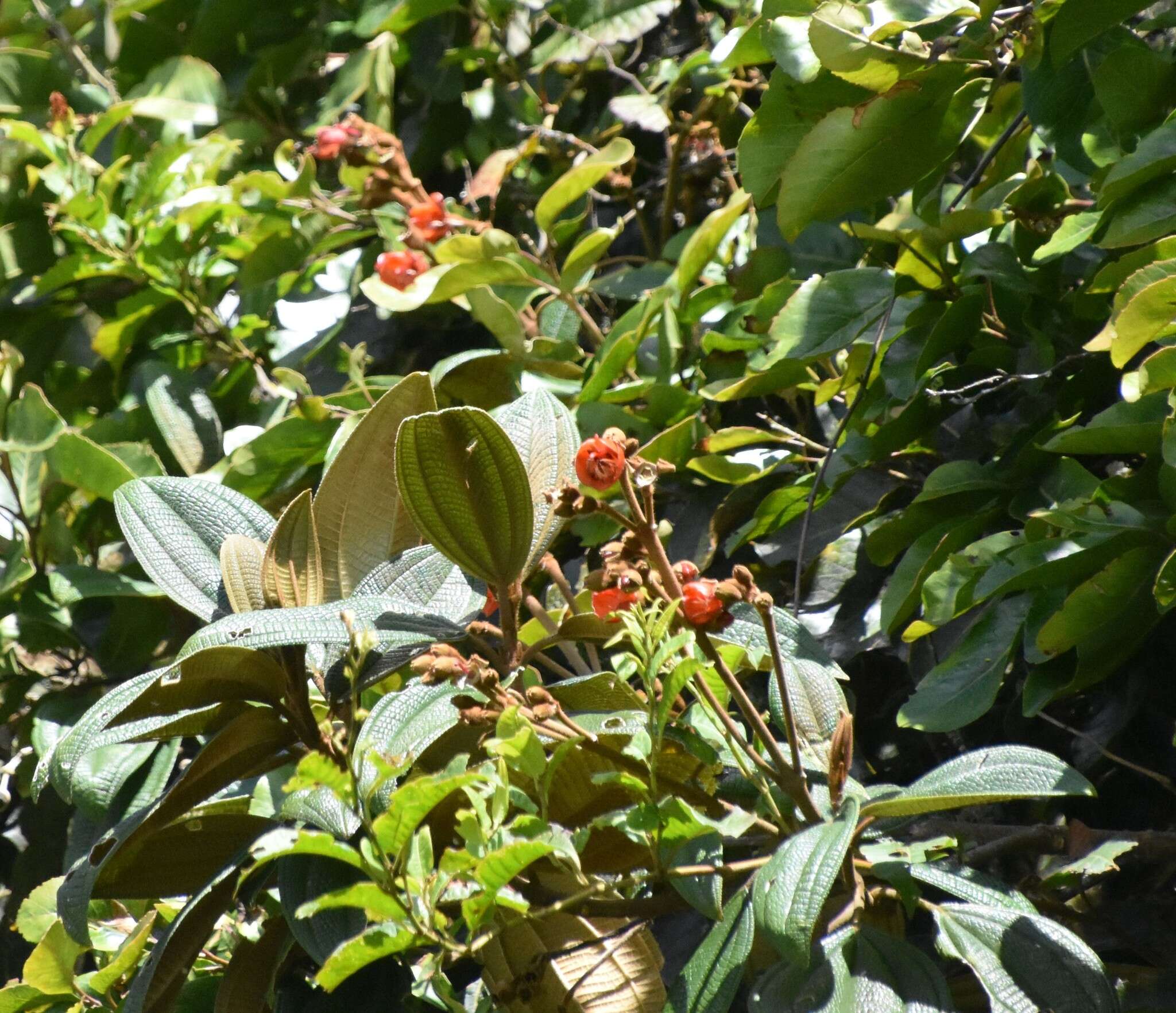 Meriania tomentosa (Cogn.) J. J. Wurdack resmi