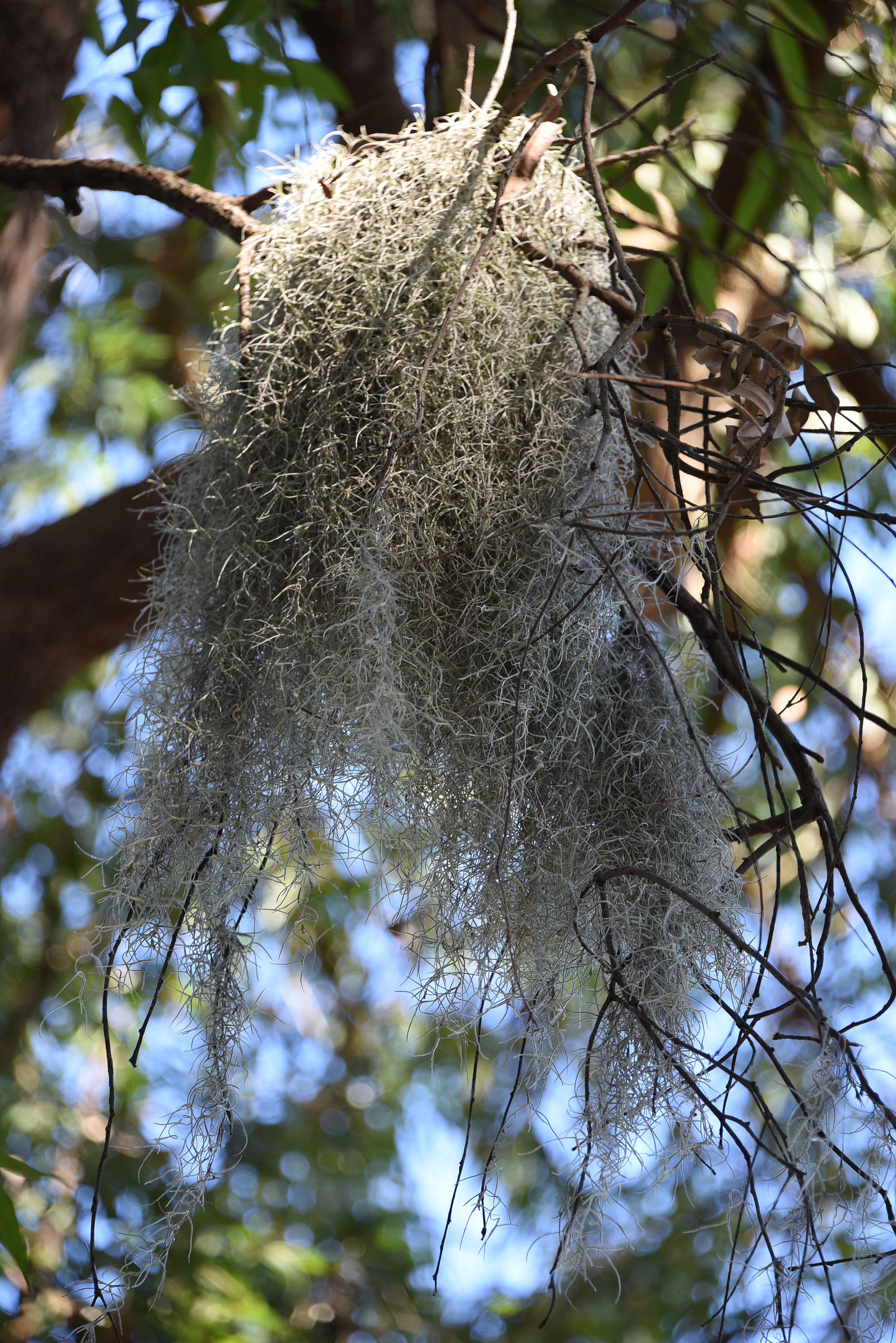 Sivun Tillandsia usneoides (L.) L. kuva