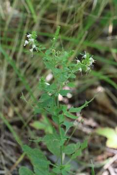 Image of heartleaf speedwell