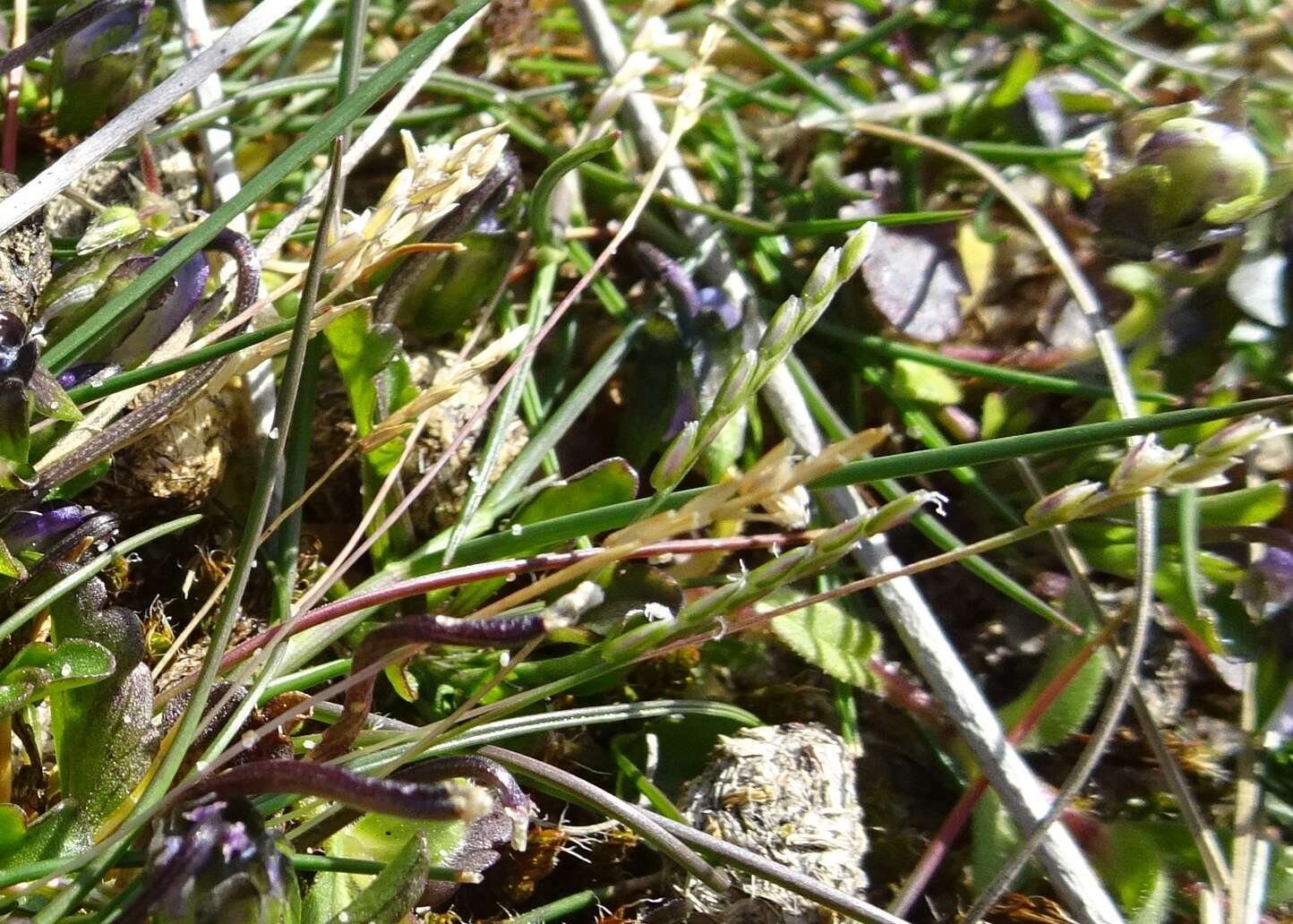 Image of common heathgrass