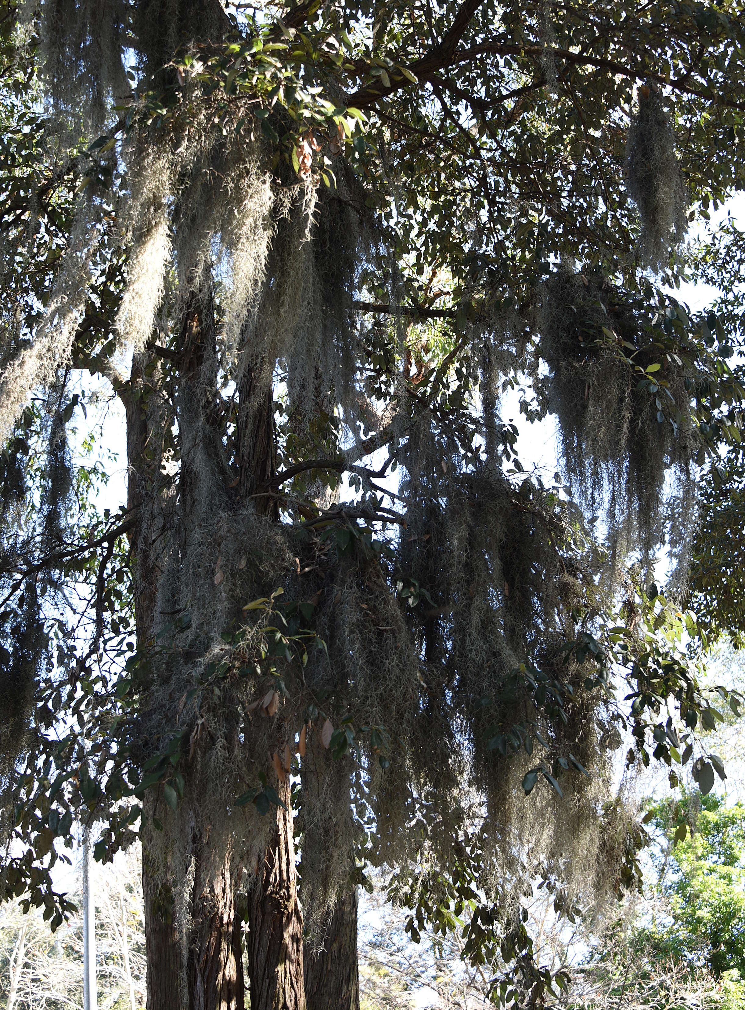 Sivun Tillandsia usneoides (L.) L. kuva