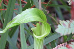 Слика од Arisaema triphyllum (L.) Schott