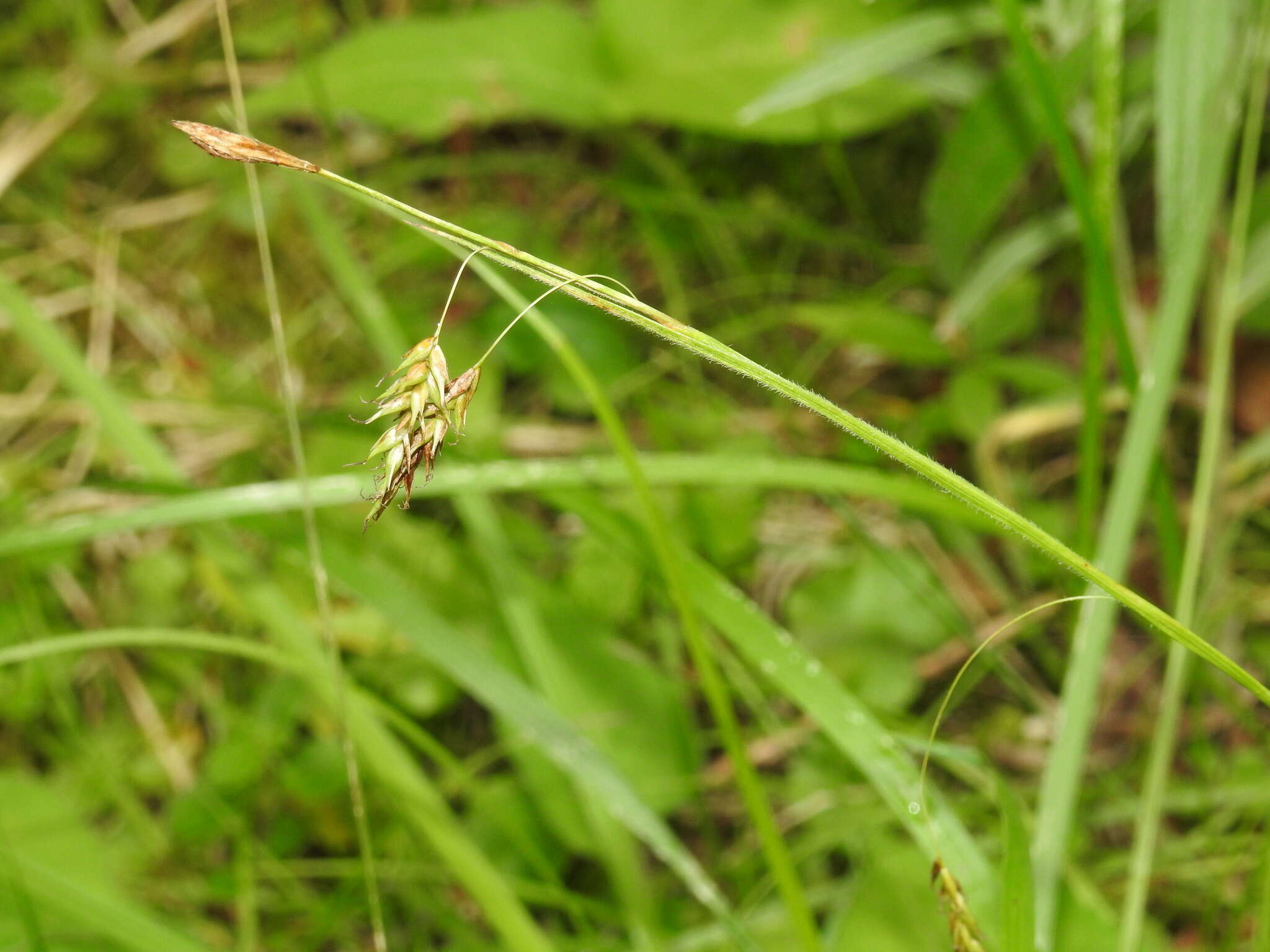 Image of chestnut sedge