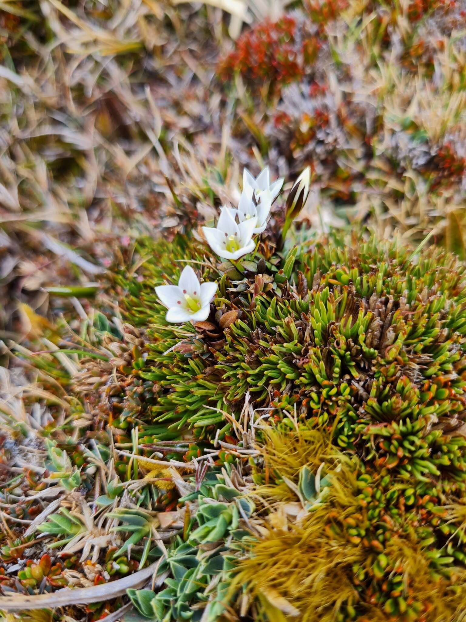 Image of Gentianella lineata (Kirk) T. N. Ho & S. W. Liu