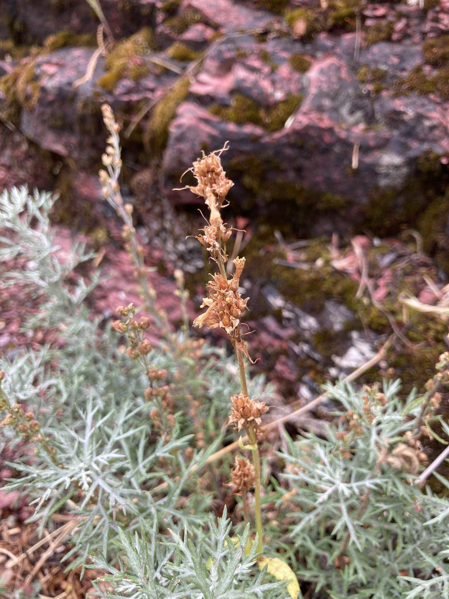 Image of Michaux's wormwood