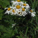Image of Tanacetum corymbosum subsp. subcorymbosum (Schur) Pawl.