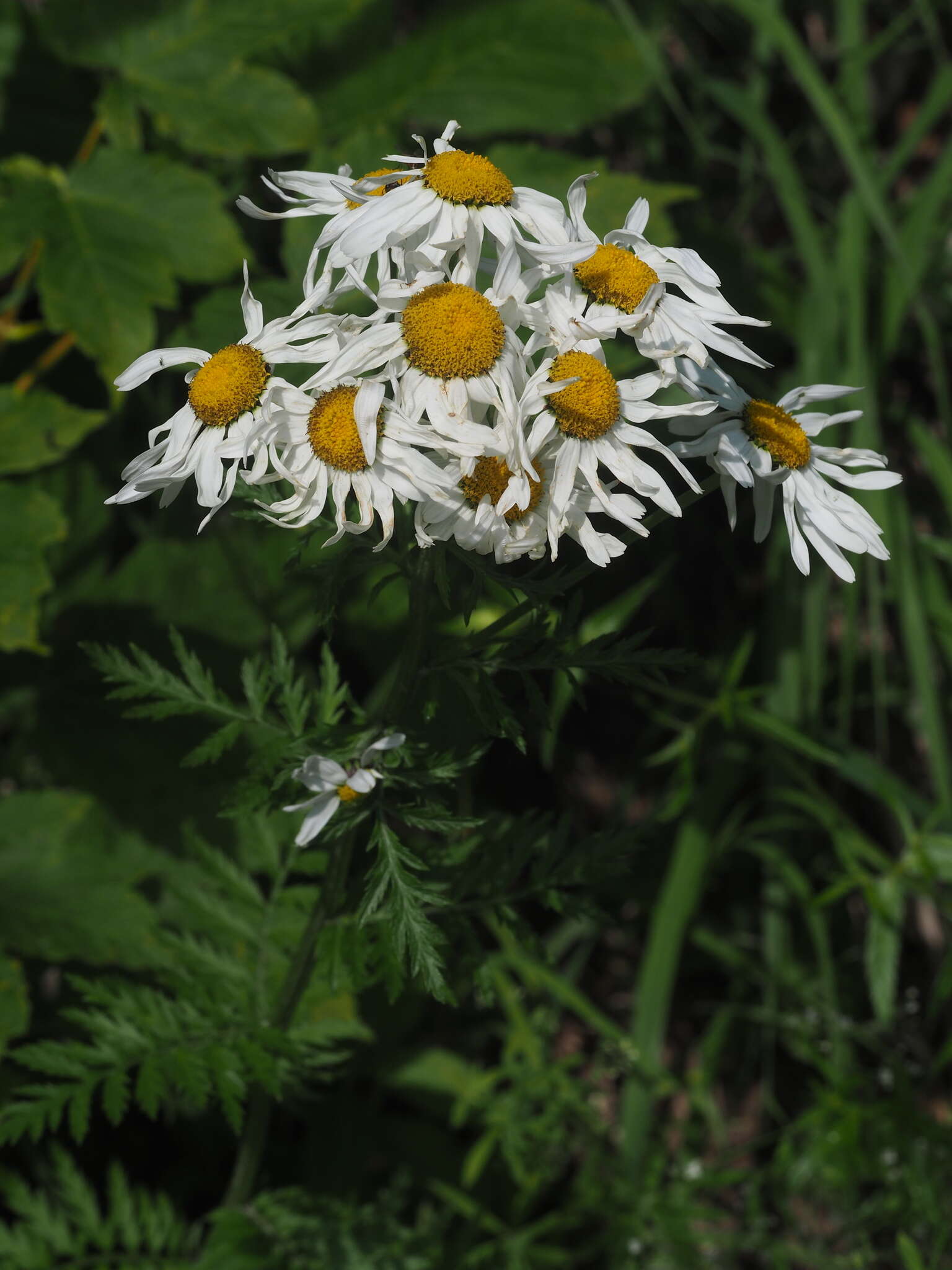 Image of Tanacetum corymbosum subsp. subcorymbosum (Schur) Pawl.