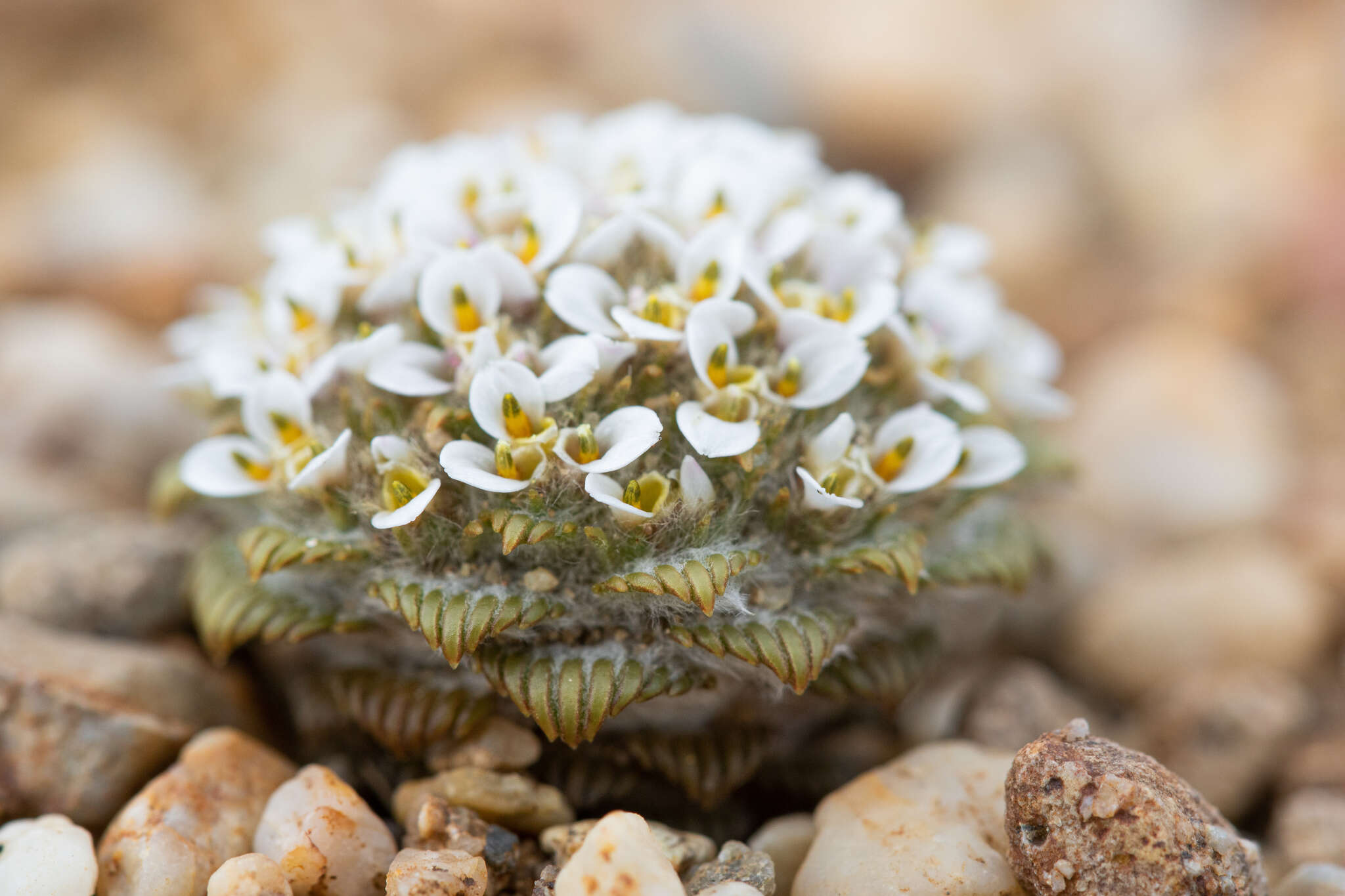 Image of Nassauvia lagascae var. globosa Skottsb.