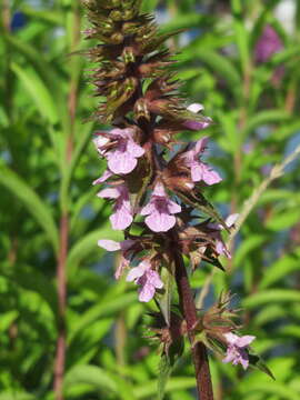 Image of Hedge-nettle