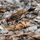 Ammophila beniniensis (Palisot de Beauvois 1806)的圖片