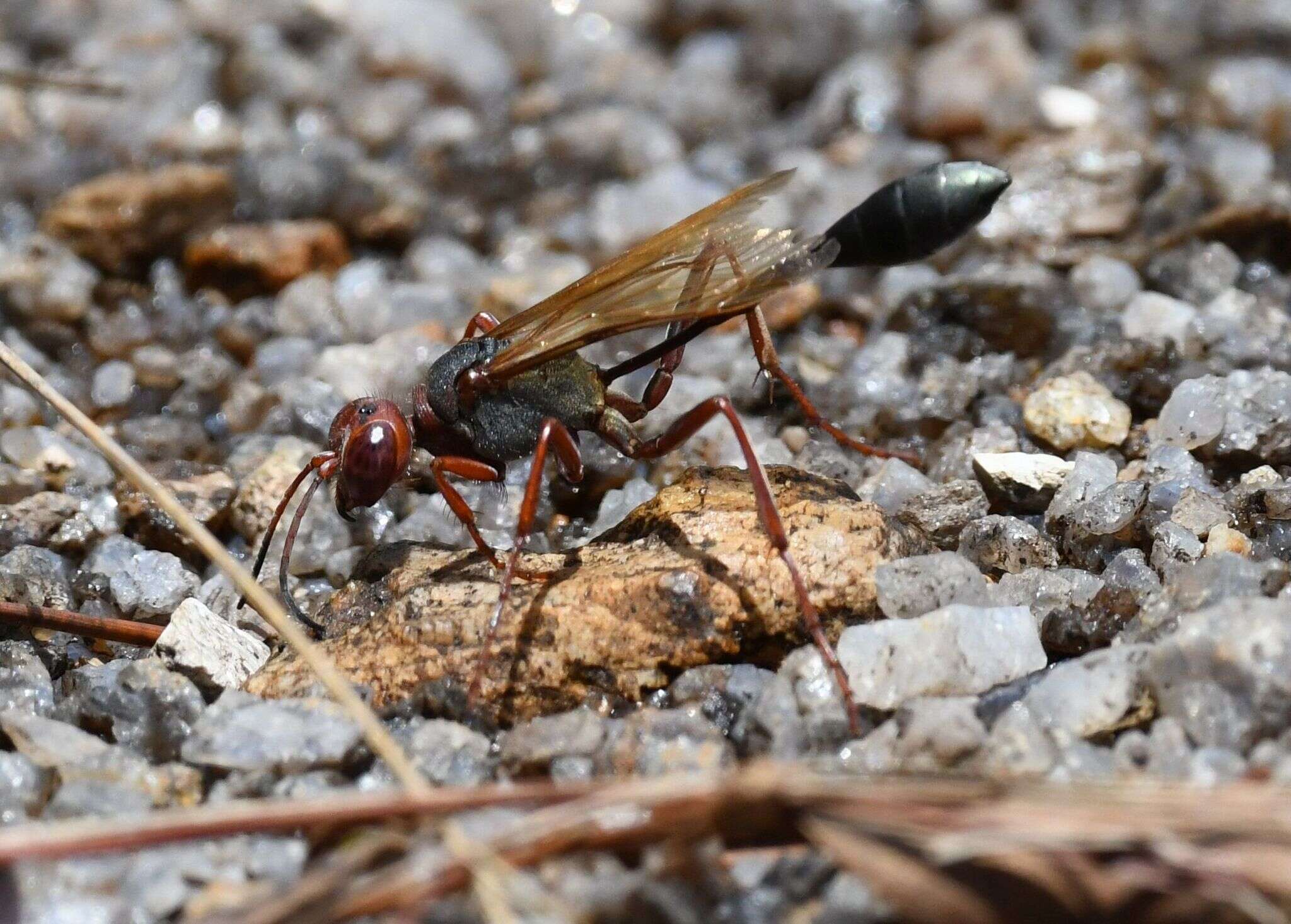 Image de Ammophila beniniensis (Palisot de Beauvois 1806)