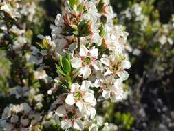 Image de Leptospermum nitidum Hook. fil.