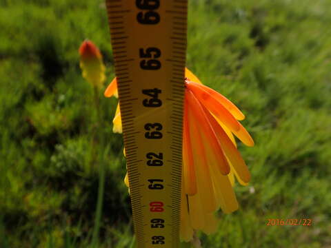 Image de Kniphofia porphyrantha Baker