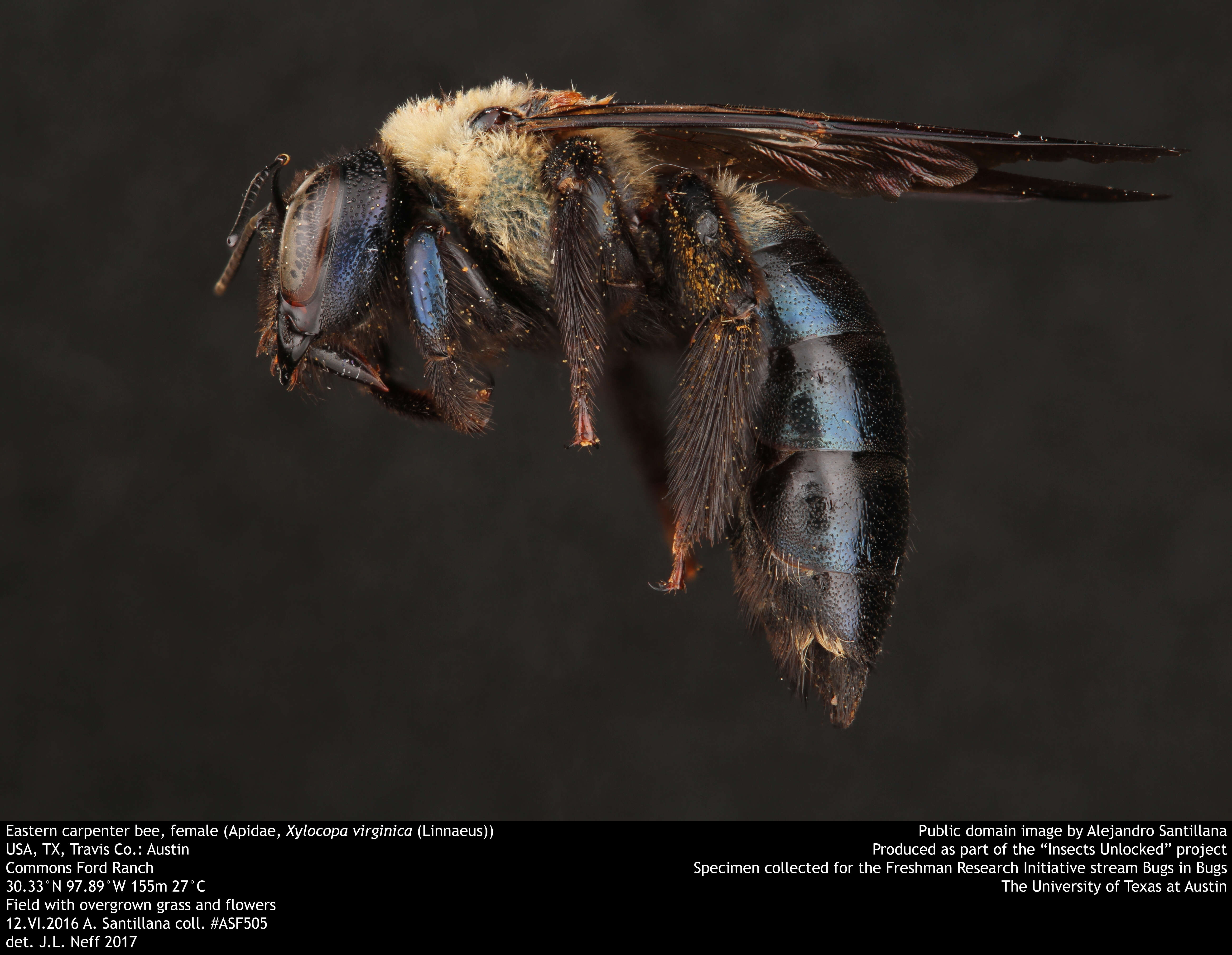 Image of Eastern Carpenter Bee