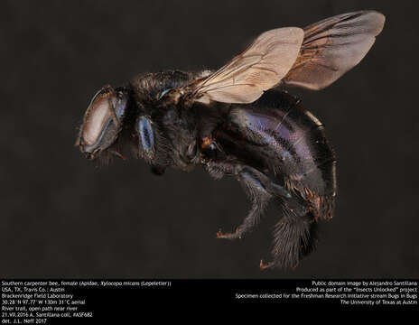 Image of Southern Carpenter Bee