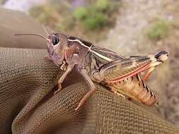 Image of Arcyptera (Pararcyptera) kheili Azam 1900