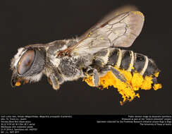 صورة Megachile prosopidis Cockerell 1900