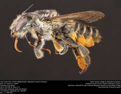 Image of Megachile comata Cresson 1872