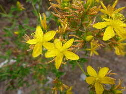 Imagem de Hypericum perforatum subsp. perforatum