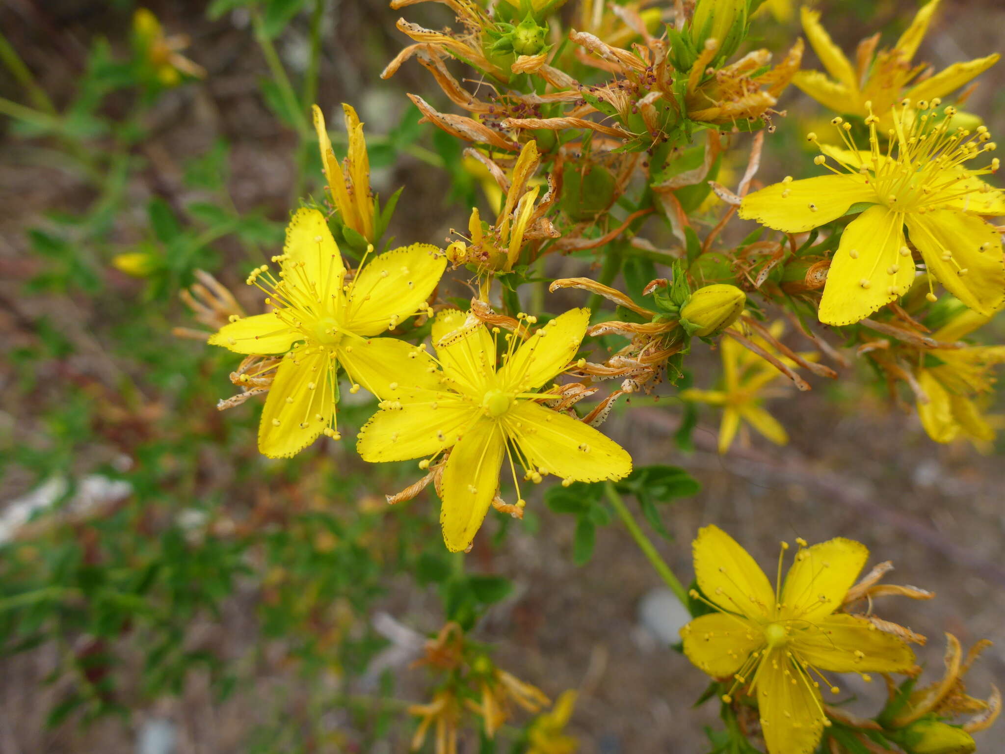 صورة Hypericum perforatum subsp. perforatum