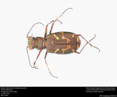 Image of Bronzed Tiger Beetle