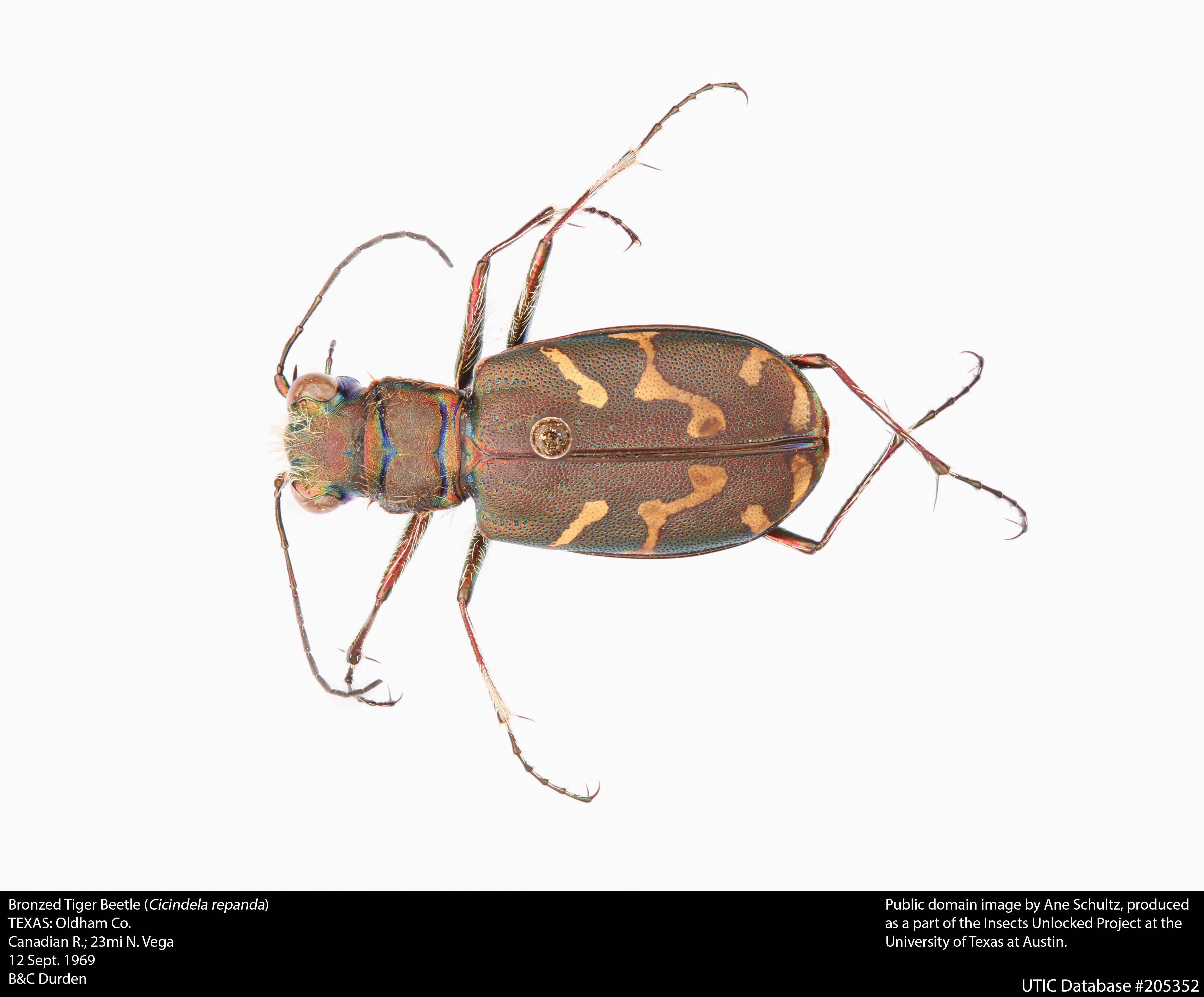 Image of Bronzed Tiger Beetle