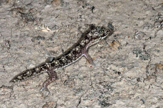 Image of Tesselated Gecko