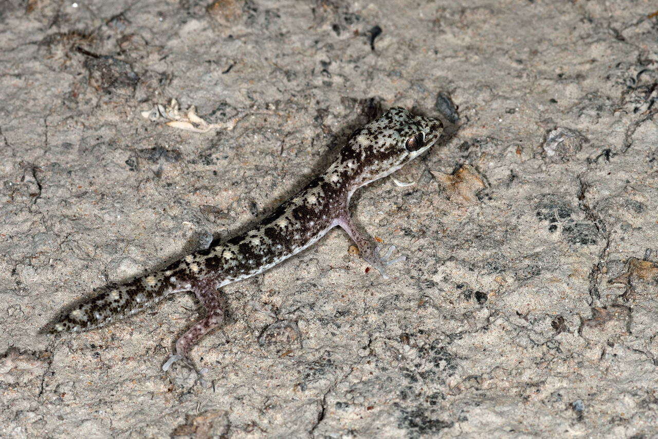 Image de Diplodactylus tessellatus (Günther 1875)