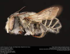 Megachile brevis Say 1837 resmi