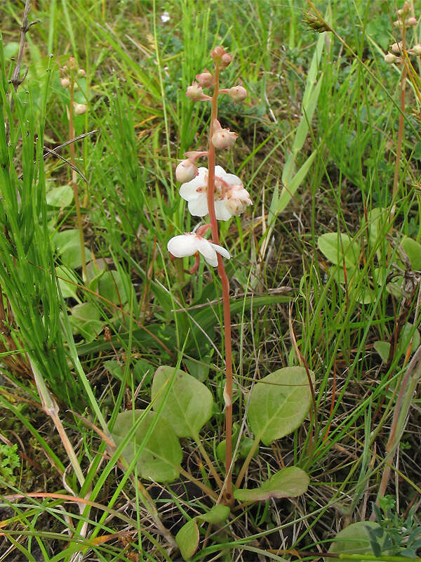 Imagem de Pyrola rotundifolia subsp. rotundifolia