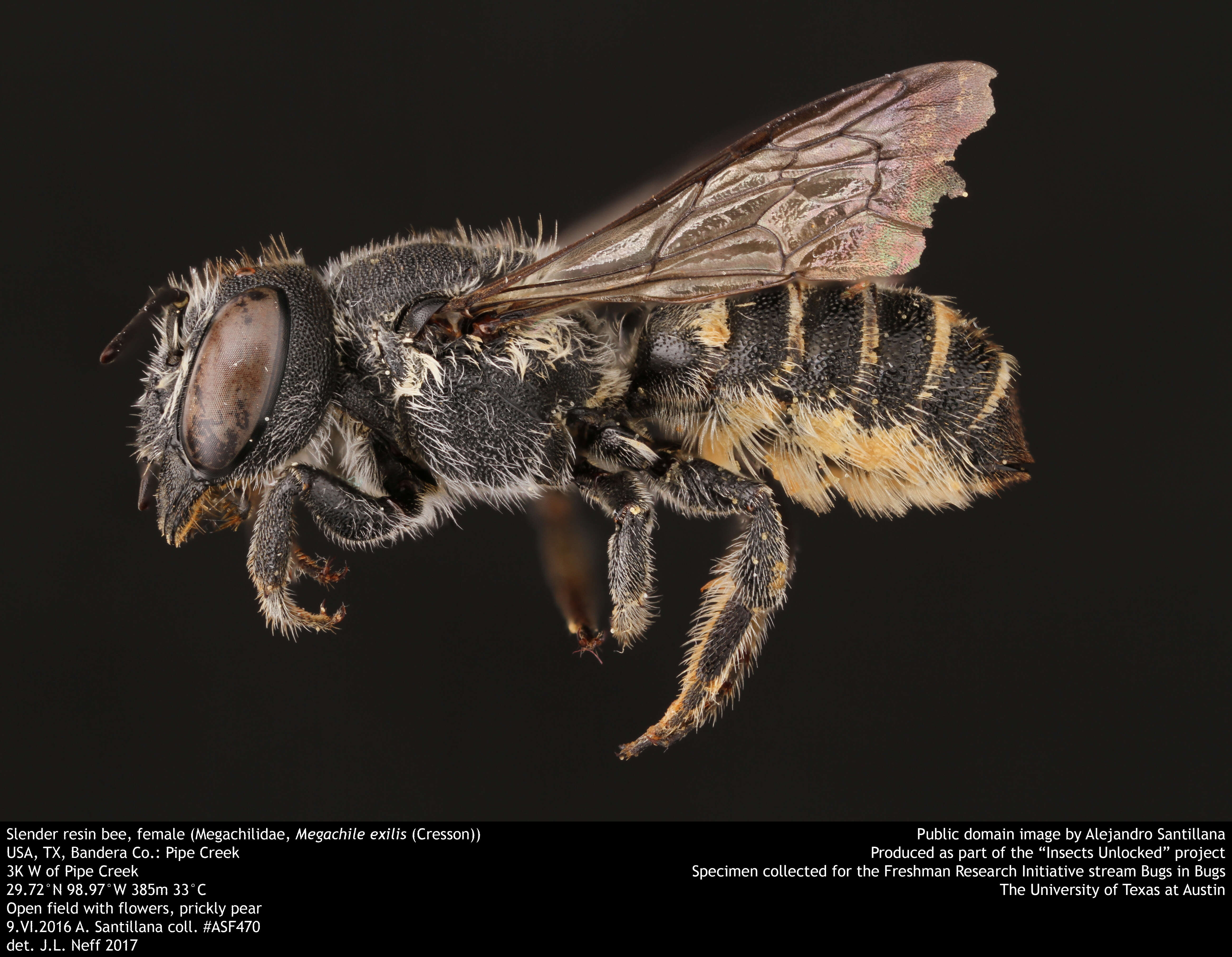 Image of Slender Resin Bee