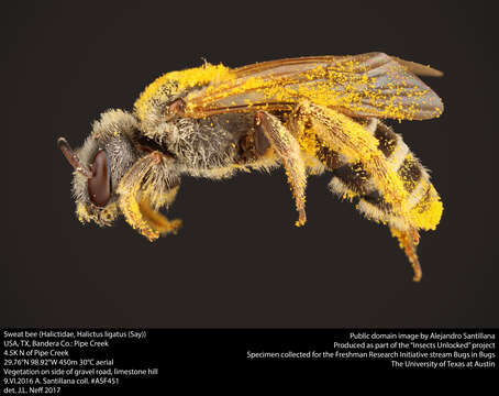 Image of Halictus ligatus Say 1837