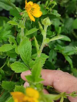 Image of Geum japonicum var. chinense F. Bolle