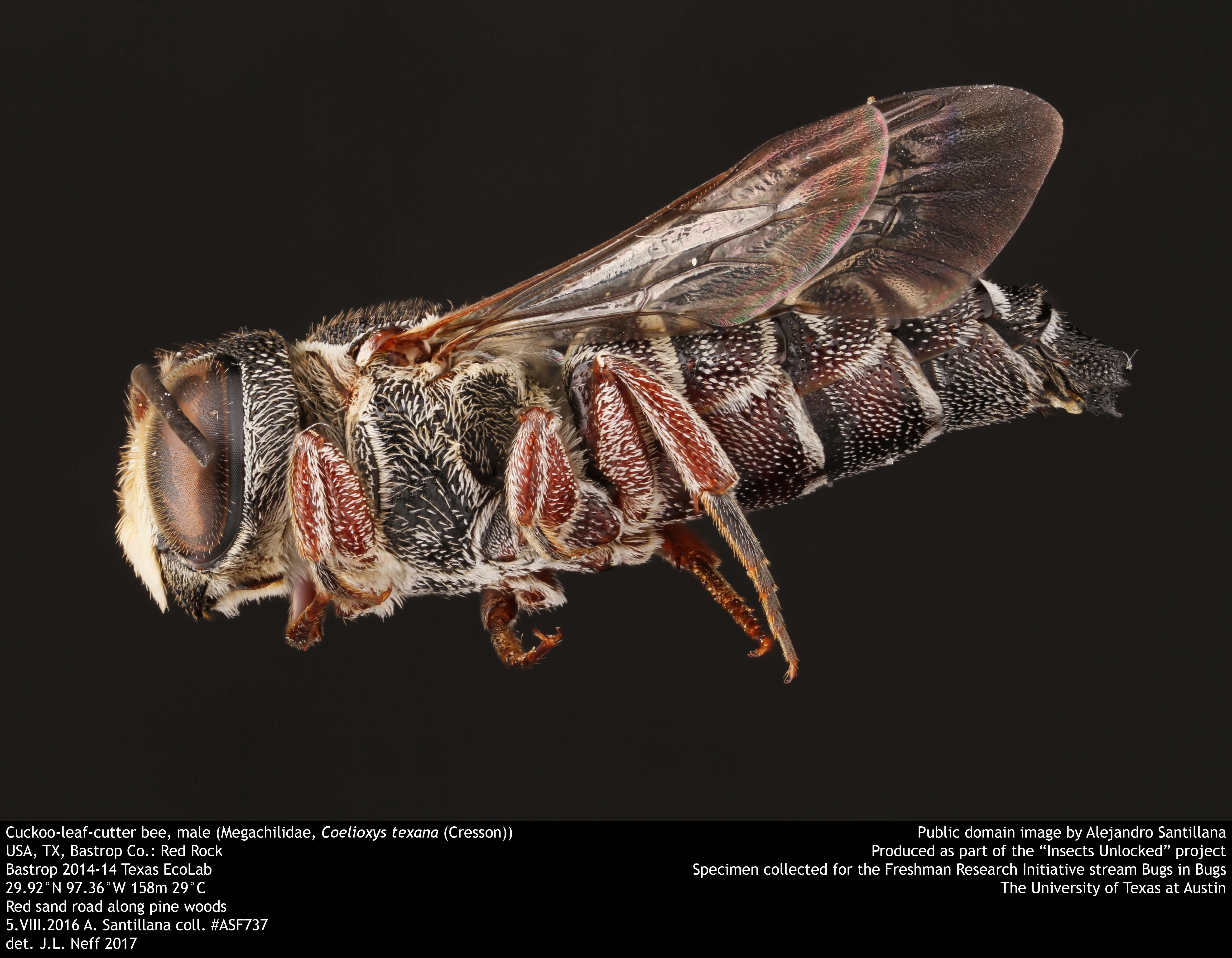 Image of Cuckoo-leaf-cutter Bees