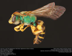 Agapostemon texanus Cresson 1872的圖片