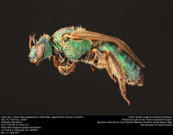 Agapostemon texanus Cresson 1872的圖片