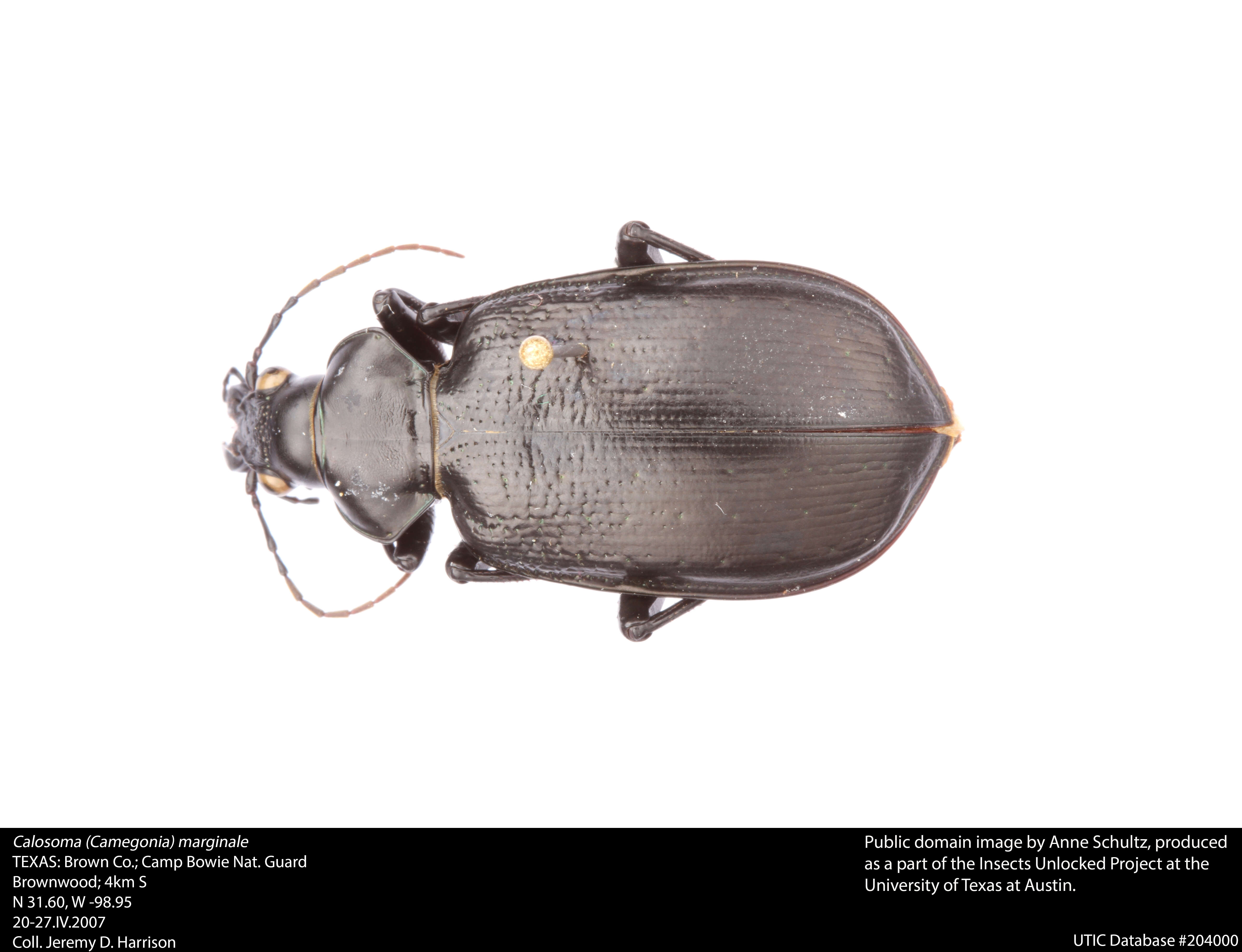 Слика од Calosoma (Carabosoma) marginale Casey 1897