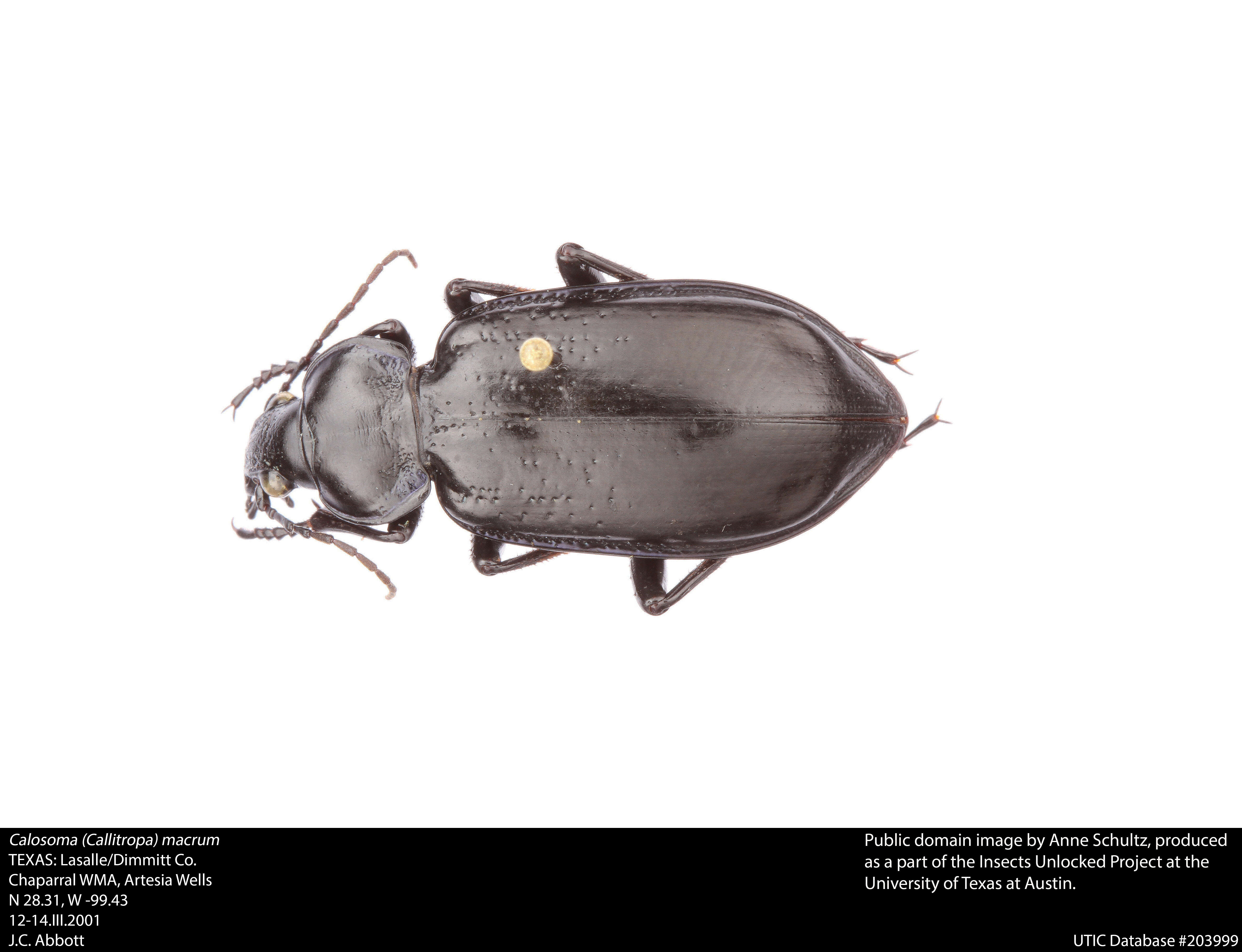 صورة Calosoma (Callitropa) macrum Le Conte 1853