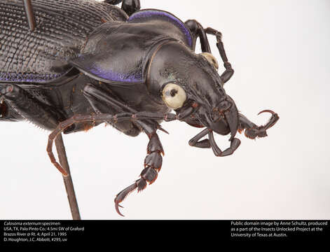 صورة Calosoma (Callitropa) externum (Say 1823)